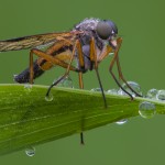 Exempel på makrofotografi av en insekt.