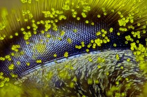 Ett honungsbis öga under mikroskopets lins.